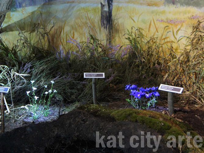 Zdjęcie: drygaly diorama sasanka gozdzik.jpg